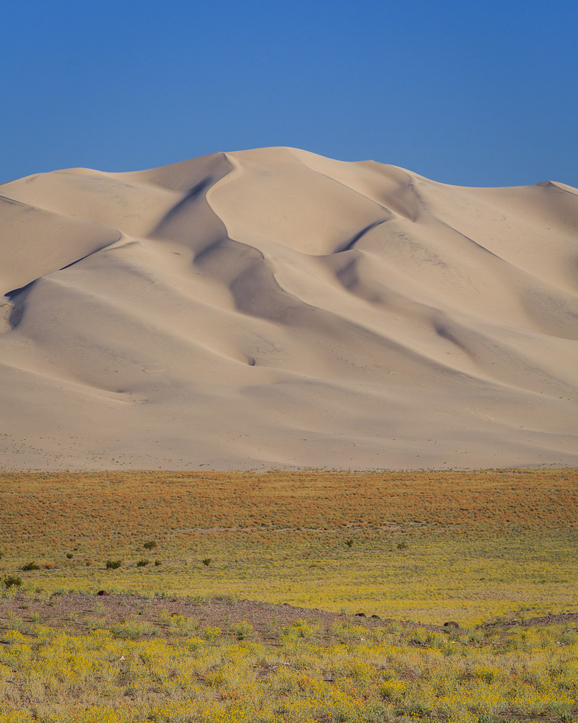 Wildflowers in the sand dunes. - Great Basin School of Photography